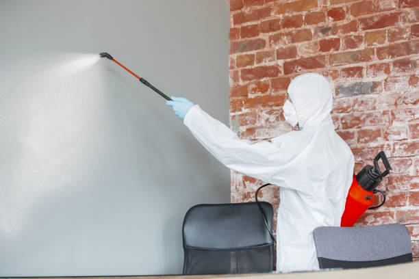 Best Black Mold Removal  in Dane, WI